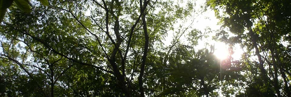 greenery